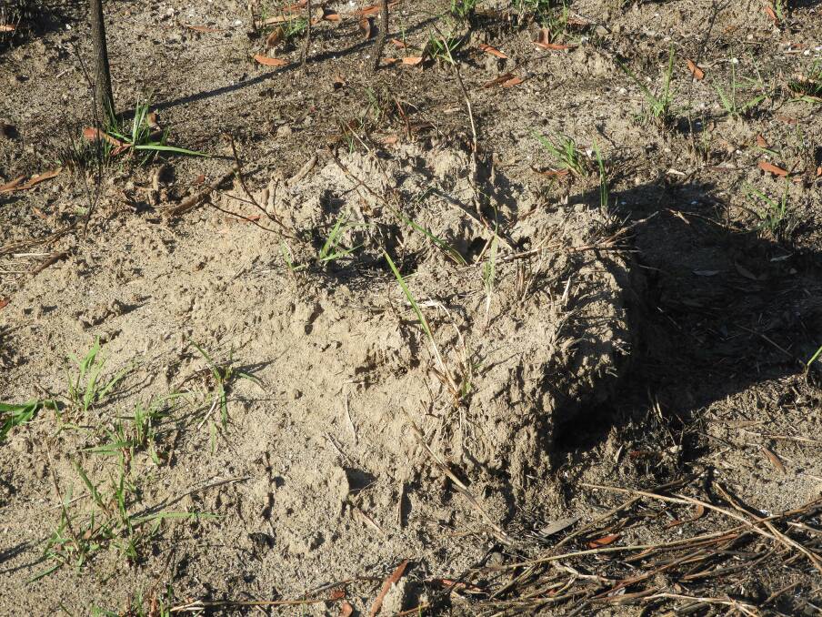 A close-up of the fire ant nests at Capalaba.