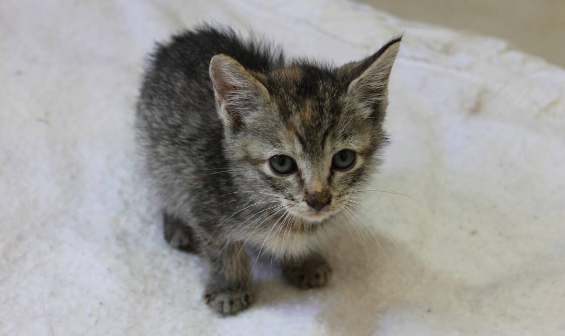 DUMPED: An abandoned kitten that has been rescued and cared back to health. Photo: Cheryl Goodenough