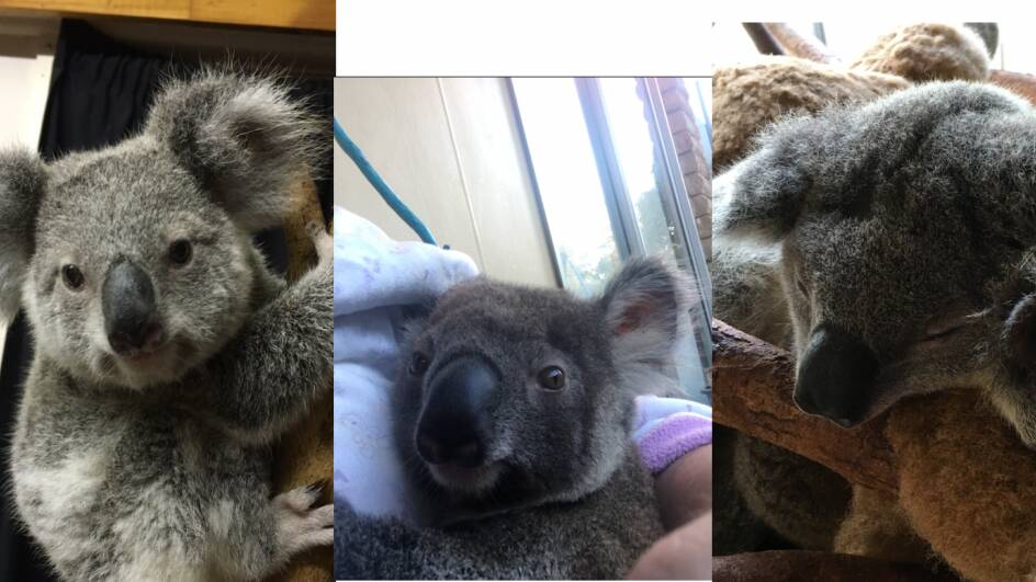 Koala joeys stolen from Ormiston