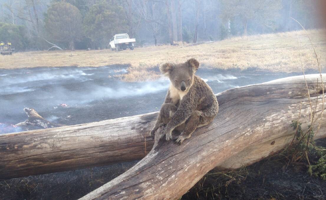 RESCUED: A koala and her joey were rescued from bushfires in the Gold Coast hinterland. Photo: Derek Finch