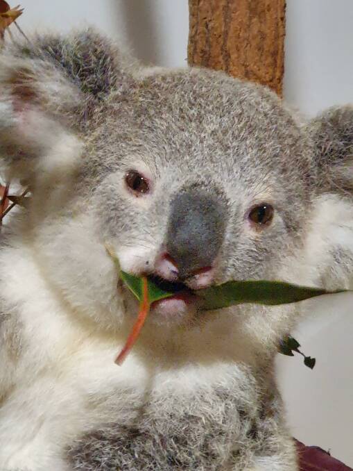 KOALA JOEY: Orphan joey Violet, whose mum died after being struck by a vehicle on Main Road, Wellington Point during Save the Koala Month,