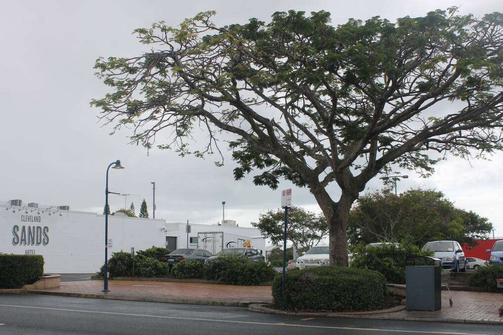 POINCIANA: This poinciana tree is to be removed after Redland City Council received advice that it is unable to be saved.