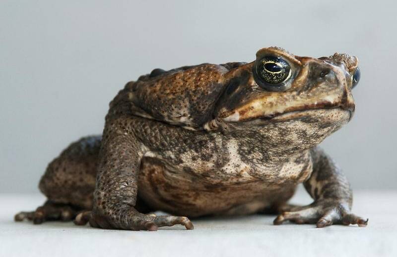 CANE TOAD CONCERNS: Some residents had noticed an increase in cane toad populations around their properties. Photo: AAP