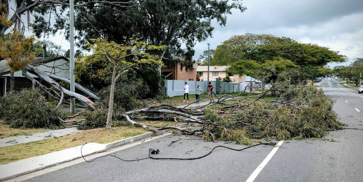 ROADBLOCK: No one was injured and no damage caused when this tree fell on Main Road at Wellington Point. Photo: Pia Jessen