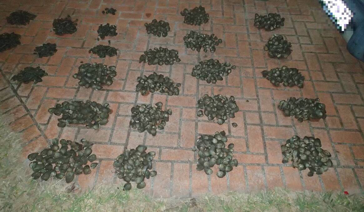 LIMITS EXCEEDED: Queensland Boating and Fisheries Patrol officers found seven fishers in possession of more than 1200 cockles at Redland Bay. Photo: Fisheries Queensland