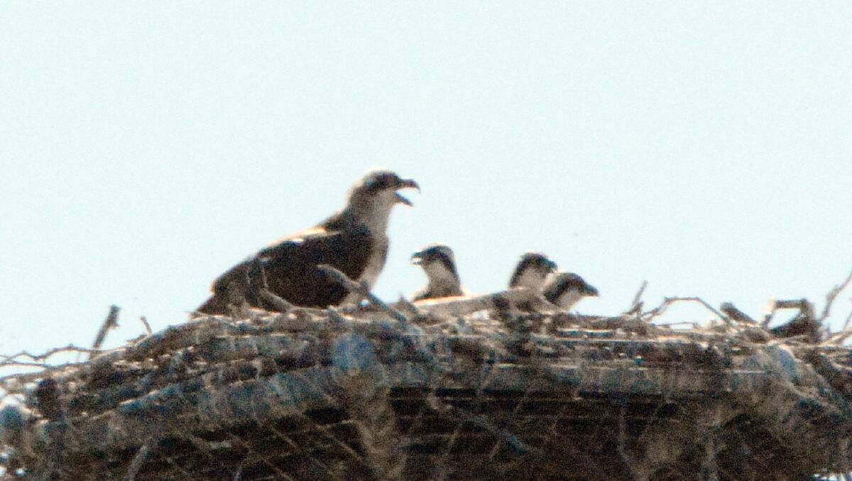 CHICKS: A female osprey and three chicks in the nest at Wellington Point. Photo: Trevor Linton