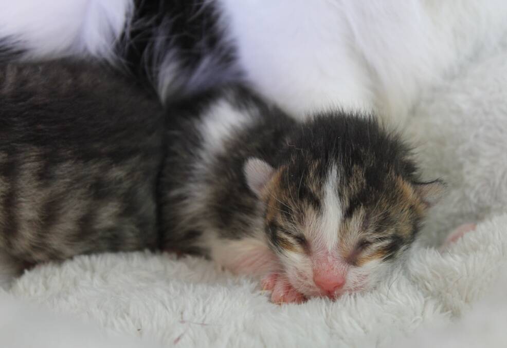 FIVE DAYS OLD: A kitten born at the Redlands Veterinary Clinic on Sunday after its mother was abandoned. Photo: Cheryl Goodenough