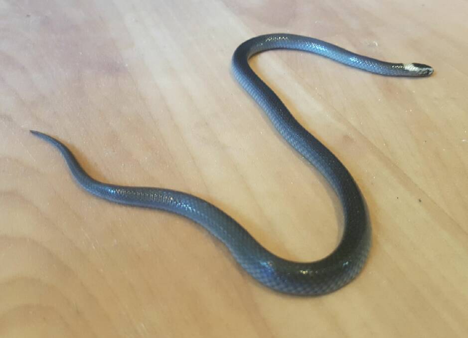 FOUND: Redlands snake catcher Tony Morrison was called to remove this white-crowned snake from a childcare centre. Photo: Supplied
