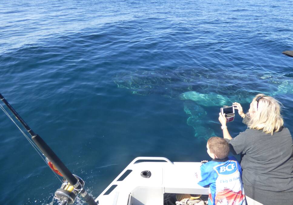 CLOSE ENCOUNTER: Angela Thomsett gets a close encounter with a pair of whales on Moreton Bay.