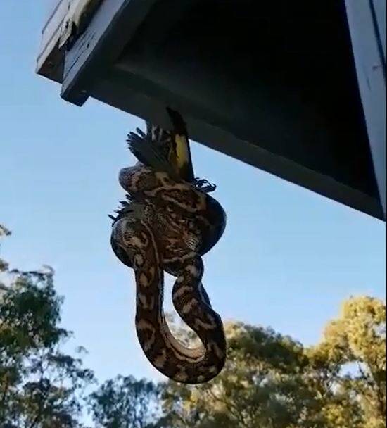 PYTHON: Lisa Hodgson captured a video of a carpet python eating a bird while hanging from a roof.