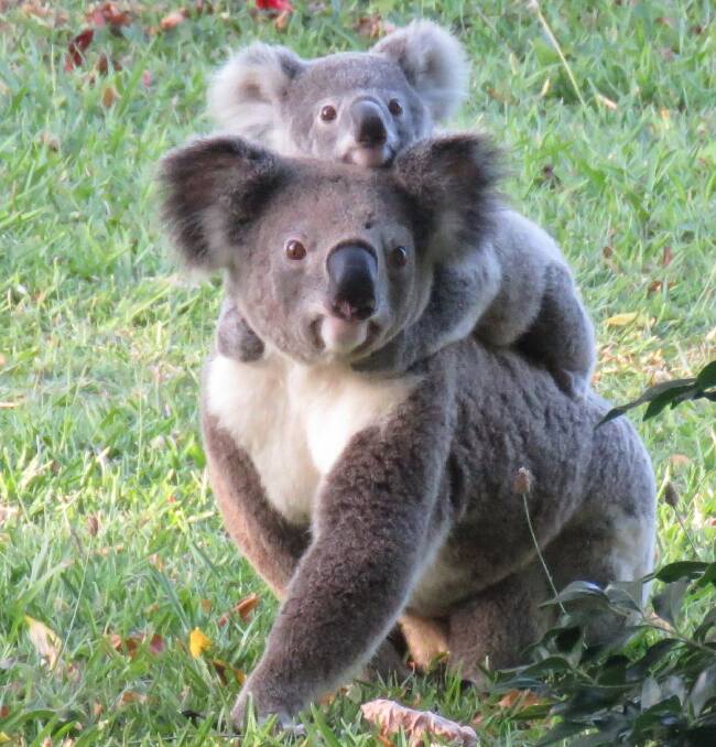 REPORT SIGHTINGS: The Koala Action Group asks for sightings of koalas to be reported via its website koalagroup.asn.au. Photo: Koala Action Group