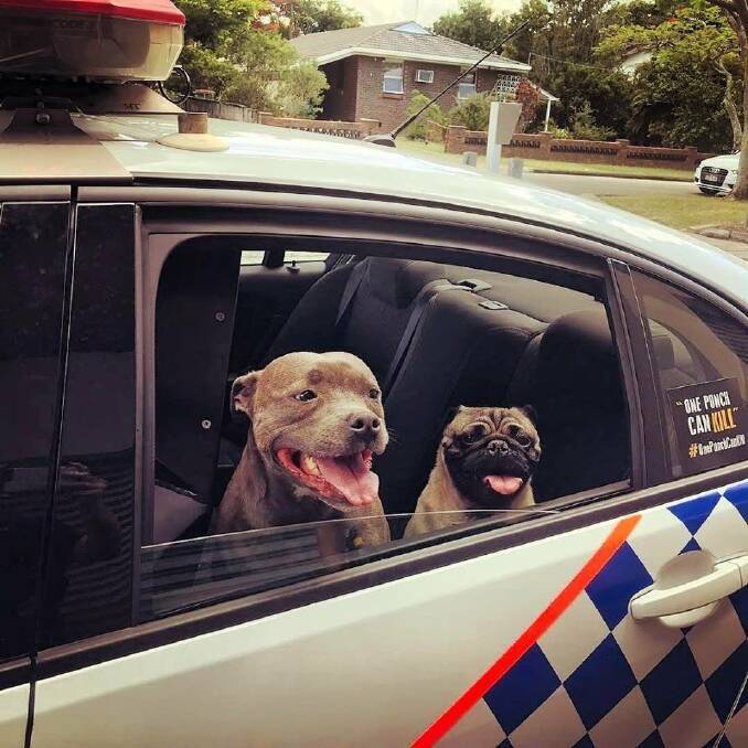 NABBED: These two dogs were happy to take a seat in the back of a police car at Cleveland. Photo: Queensland Police Service