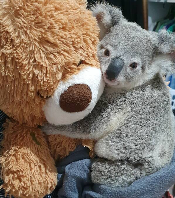 ORPHANED: Nine-month-old Violet was sitting on her dead mother's back in the middle of a road at Wellington Point when she was rescued. Photo: Koala Action Group