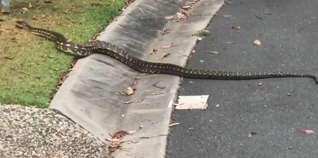 WANDERING: This carpet python was spotted crossing the road at Mount Cotton on Tuesday. Photo: The Window Boyz