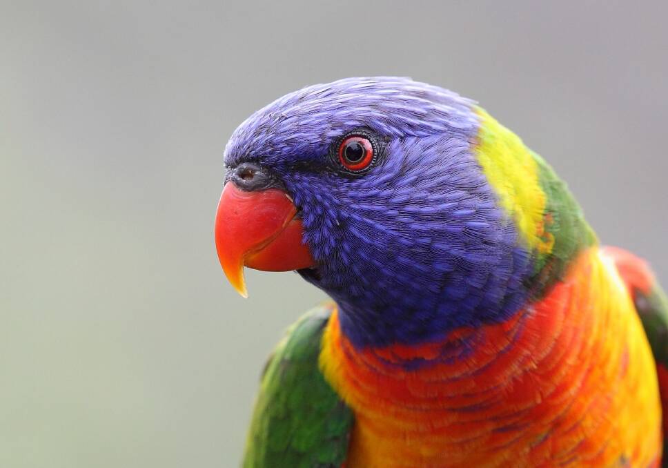 SURVEY: Take part in this year's BirdLife Australia survey and see whether the rainbow lorikeet is the most common backyard bird. Photo: Andrew Silcocks