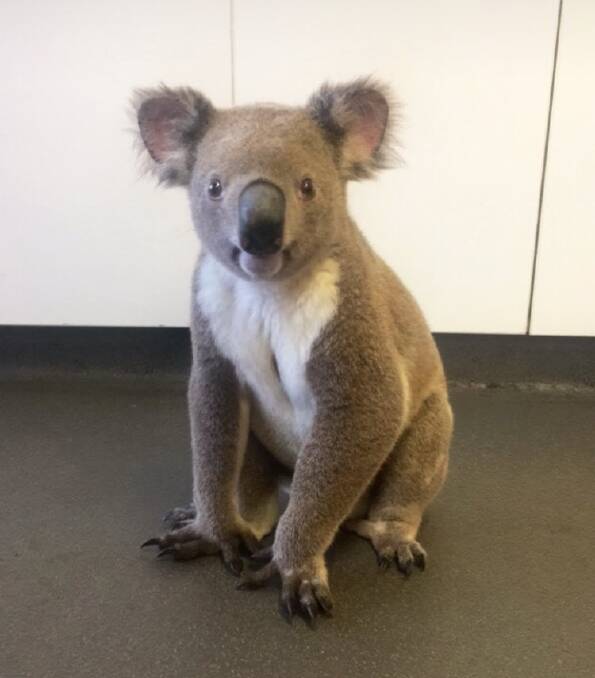 VISITOR: The koala that visited One Stop Cafe on Middle Street, Cleveland on Wednesday morning.