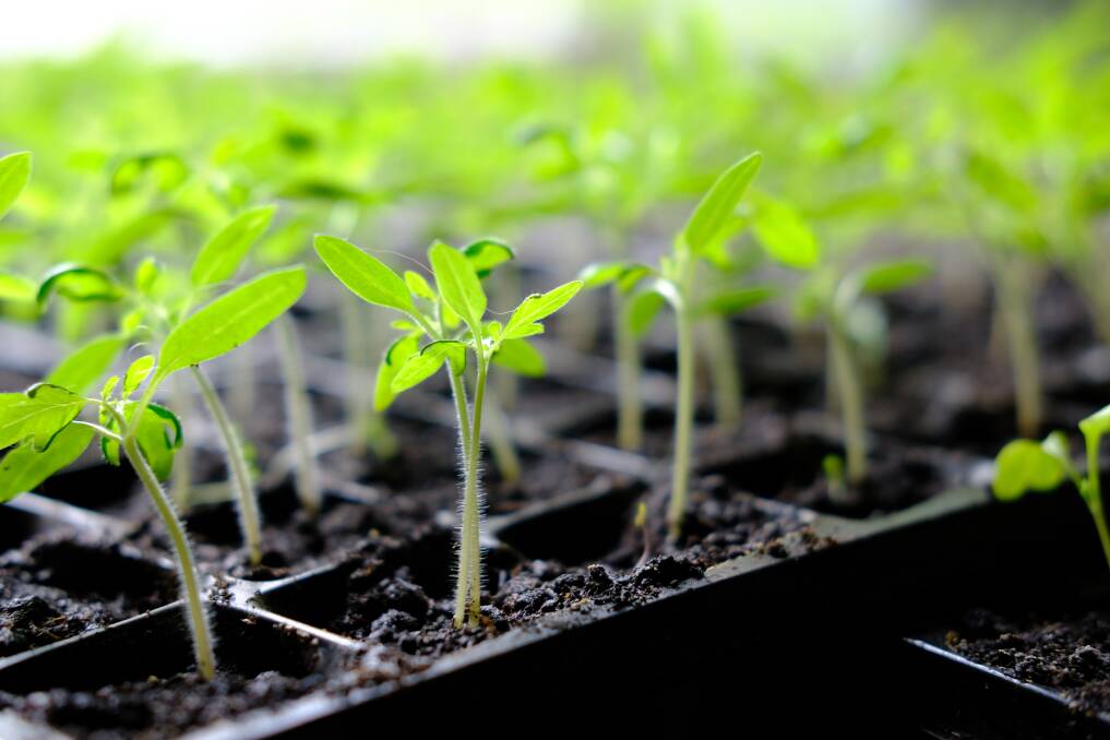 SPROUTS: Any live seed will sprout, though you must be careful to use only those that don't produce poisonous greens. 