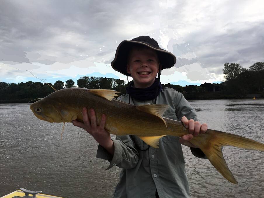 NICE ONE: 10 year old Hamish Cavanagh caught and released this 74cm threadfin from the Brisbane River. 
