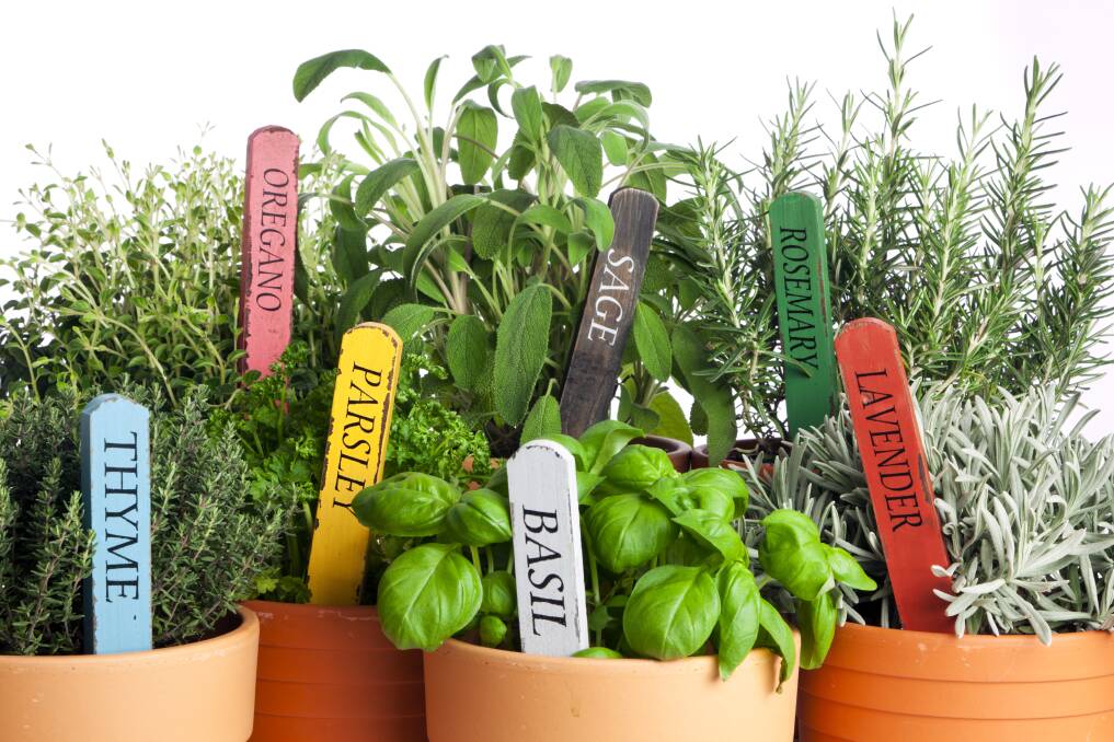 FIGHT PESTS: Having herbs throughout your veggie patch helps fight off unwanted pests. 