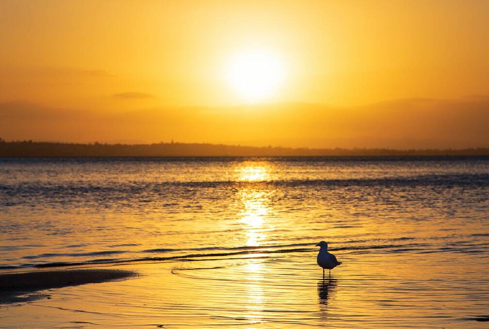 Seagulls at sunset. Photo: Dwayne Young