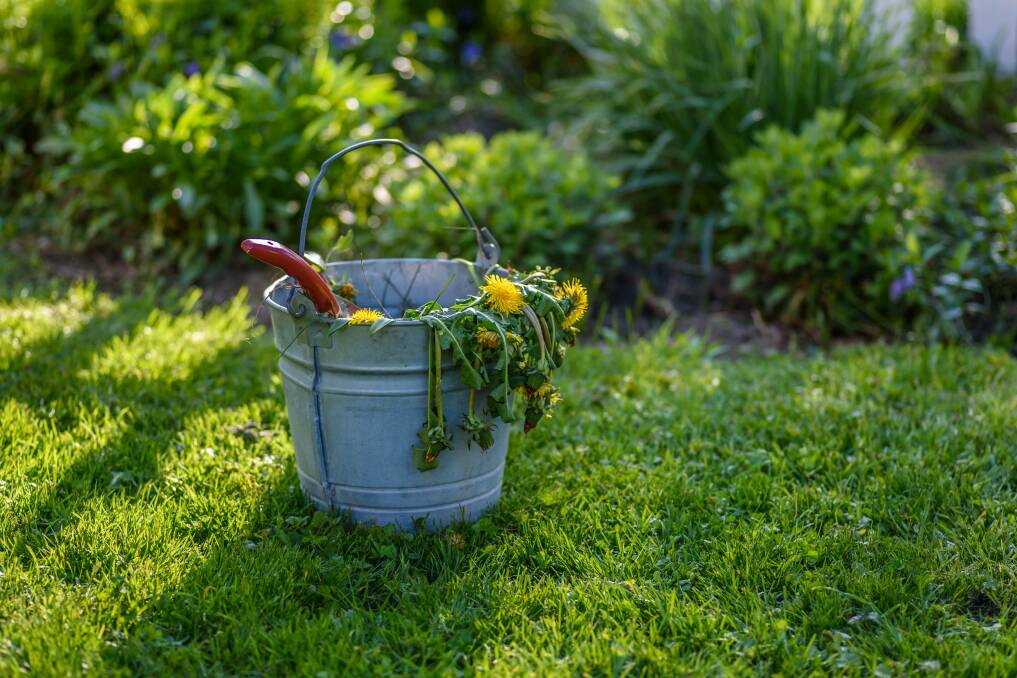 SPRING CLEAN: Help to keep the outside of your home in top condition and take care of any annoying problems without the need to use harmful chemicals.