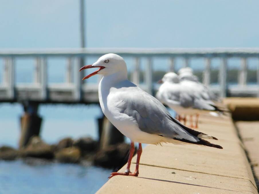 Seagulls at Wellington Point. Photo: Lynne Griffiths. 