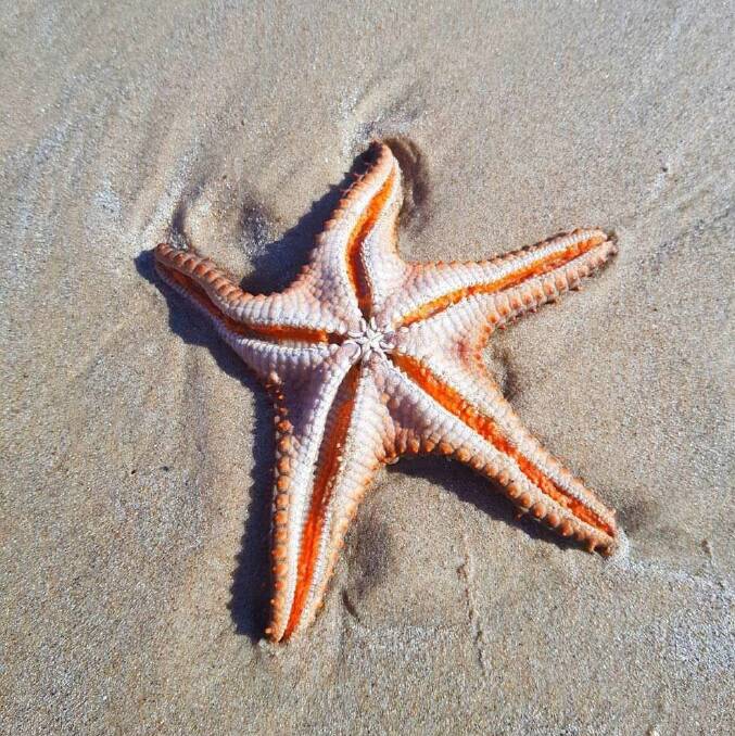 Starfish at Toompany Beach. Photo: Dale Rogers.