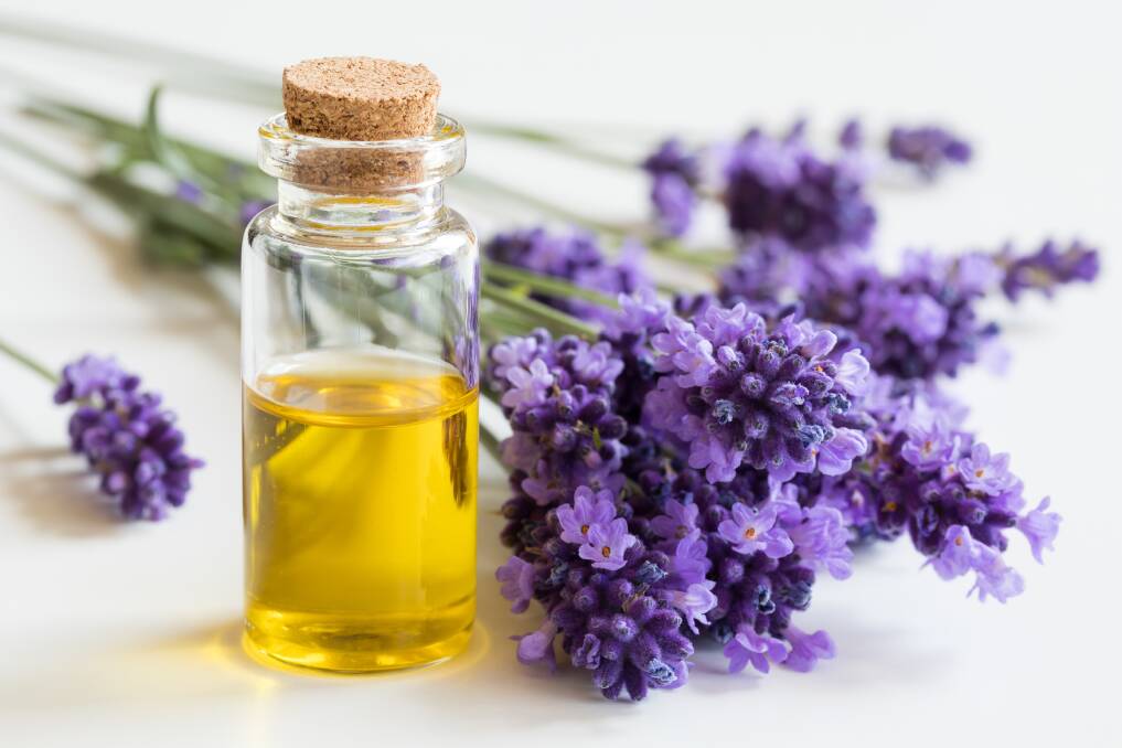 MANY USES: For centuries lavender has been used for soaps, in bath water and to add a clean and fresh scent to bed linen and clothes.