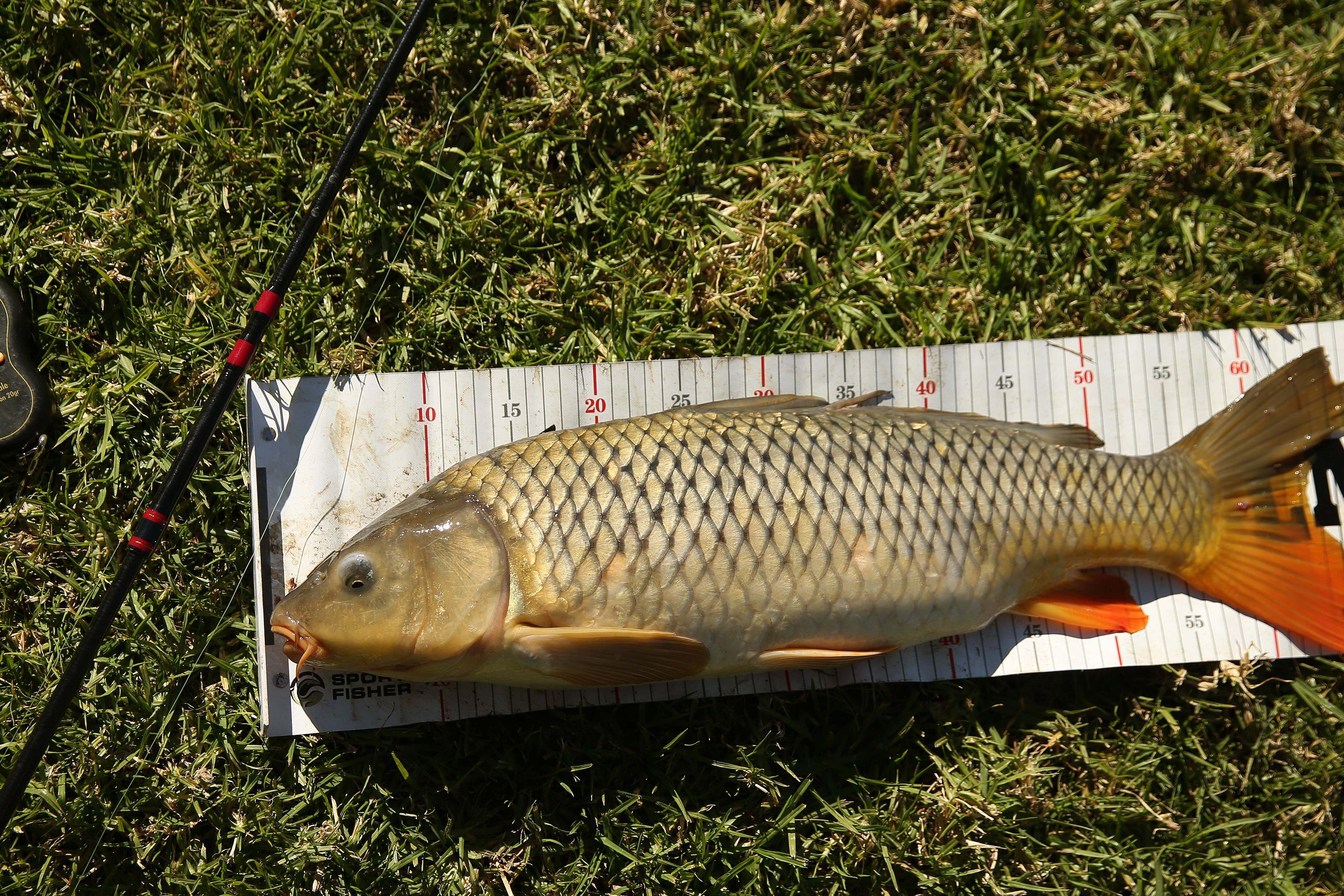 For the love of carp: Carp fishing enthusiast speaks out over