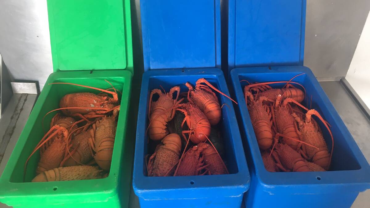 Two men fined more than $40,000 over black market lobster seizure at Wickham