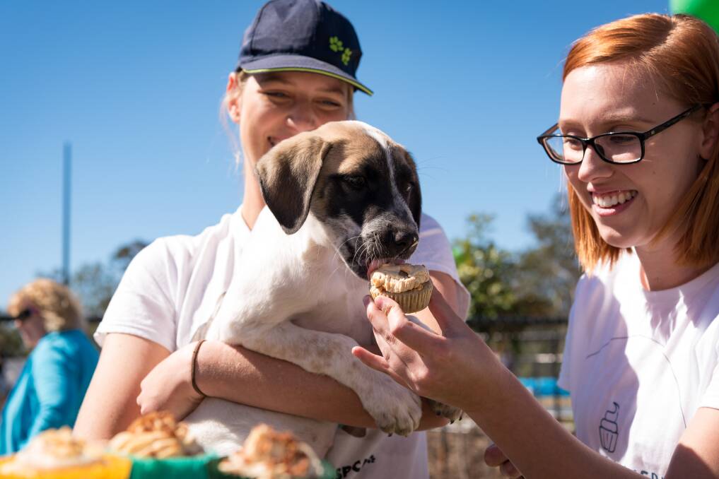 DELICIOUS: Dogs and cats can enjoy cupcakes on the day at the Bush Pantry Cafe. Photo: RSPCA