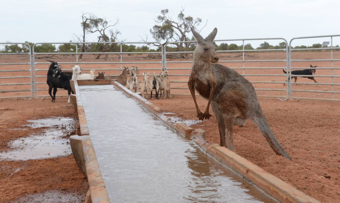 A kangaroo is undisturbed as it fights for life at a water trough on "Langawirra Station", near Broken Hill. The Western Division is witnessing a mass kangaroo dying event. Photos by Rachael Webb. 