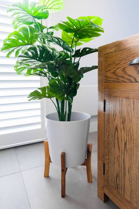 Health benefits: Indoor plants are very effective at removing nasty air pollutants, which have become a major health concern in homes. Photos: Northcote Pottery