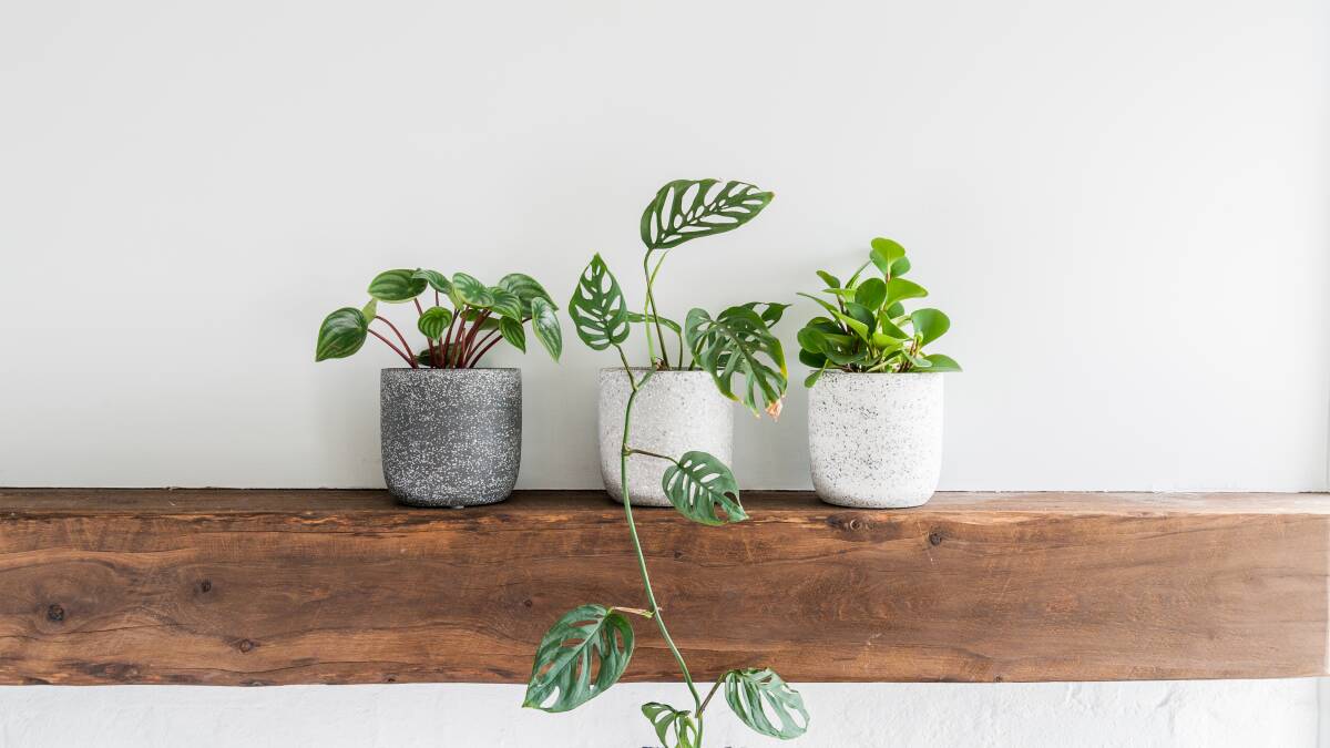 Breathe easy: “Just five plants in a room can increase your sense of well being by a whopping 60 per cent,” Ms King said.