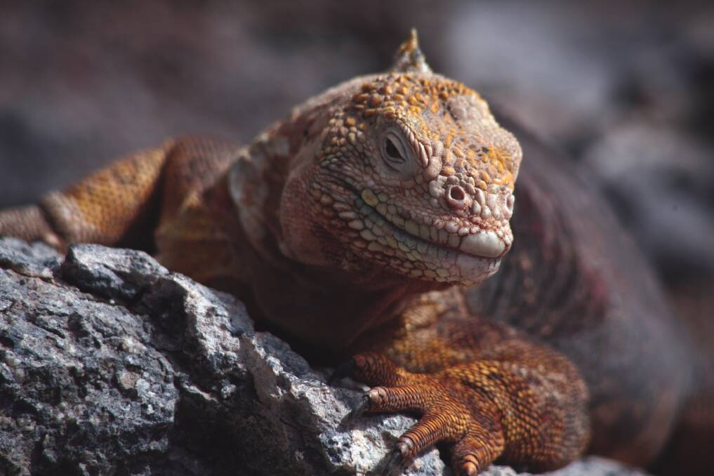 Something you probably wouldn't like to meet on a dark night: a Galapagos iguana. Image: Nigel Leadbitter. 