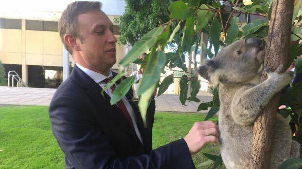 Environment Minister Steven Miles with Minin the koala. Photo: Tony Moore