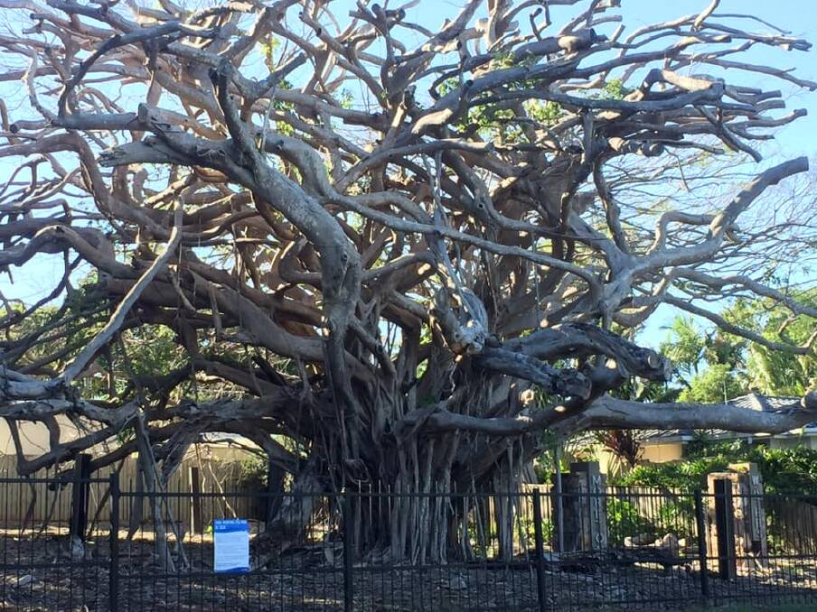 DEAD WOOD: The historic fig at Fig Tree Place is being removed. Photo: Supplied