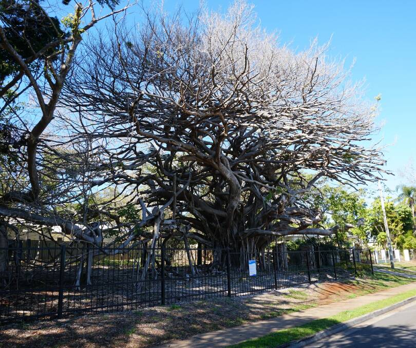HISTORIC TREE: The 150-year-old fig at 143 Wellington Street will have branches and limbs cut in a bid to improve its health. Photo: Supplied