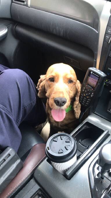 Ernie was taken home by police after he was found wondering lost. Photo: Queensland Police Service