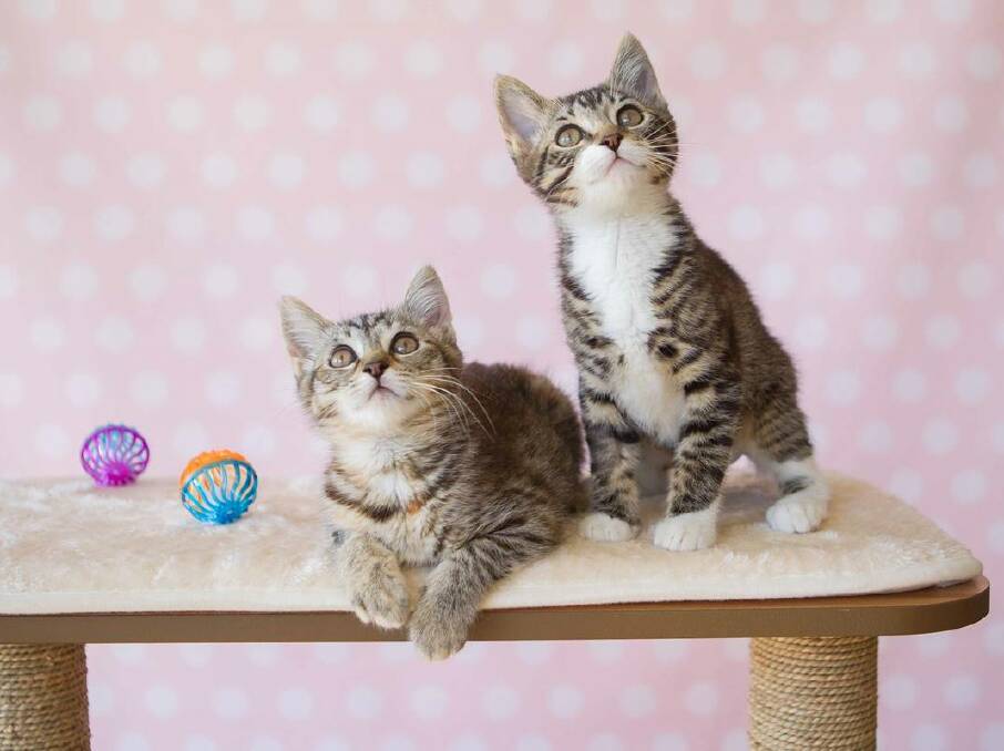 LEO LOVE: Save a rescue cat by visiting Petbarn on August 8 for World Cat Day.