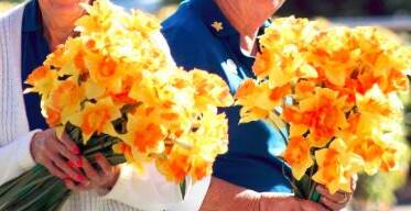 BRIGHT BUNCH: Selling daffodils could help save lives. More than $1 million will be raised on August 24 for research into cancer cures.