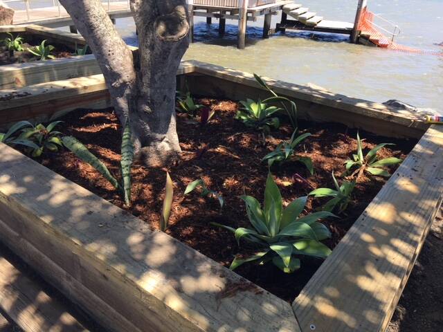 TARGETED: Agaves and mother-in-law's tongue succulents were some of the plants stolen from planter boxes, which were built for the jetty refurbishment. Photo: Supplied