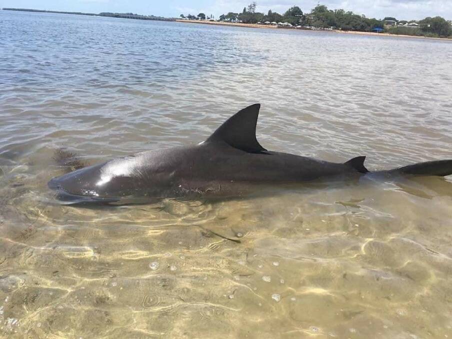 SHARKS CAUGHT: Two bull sharks were caught from a sandbank in between Wellington Point and King Island last month. Photo: Supplied