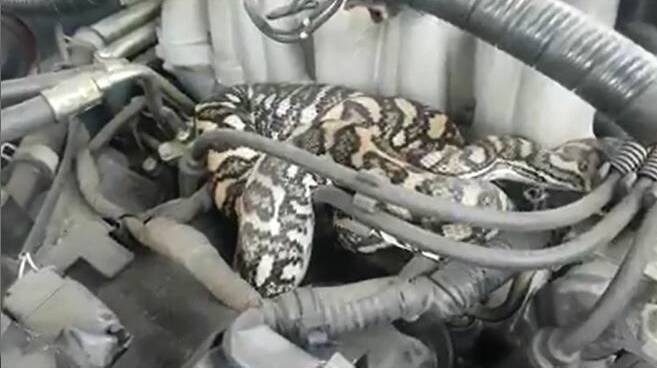 SNEAKY SURPRISE: Redlands snake catcher Tony Morrison was called to rescue a python from a car's engine at Thornlands on Tuesday.