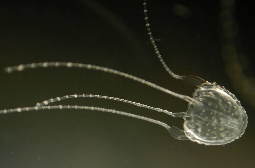 KEEP SAFE: A picture of an Irukandji jellyfish. 