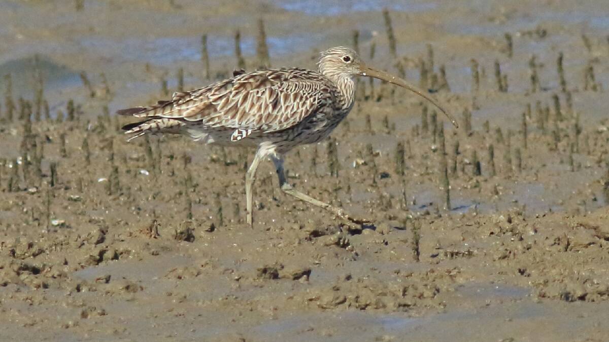 UNDER THREAT: The critically-endangered eastern curlew forages for food at Toondah Harbour mudflats.