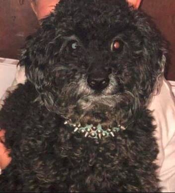 TOY POODLE: Police believe the dog may have been stolen. Photo: Supplied