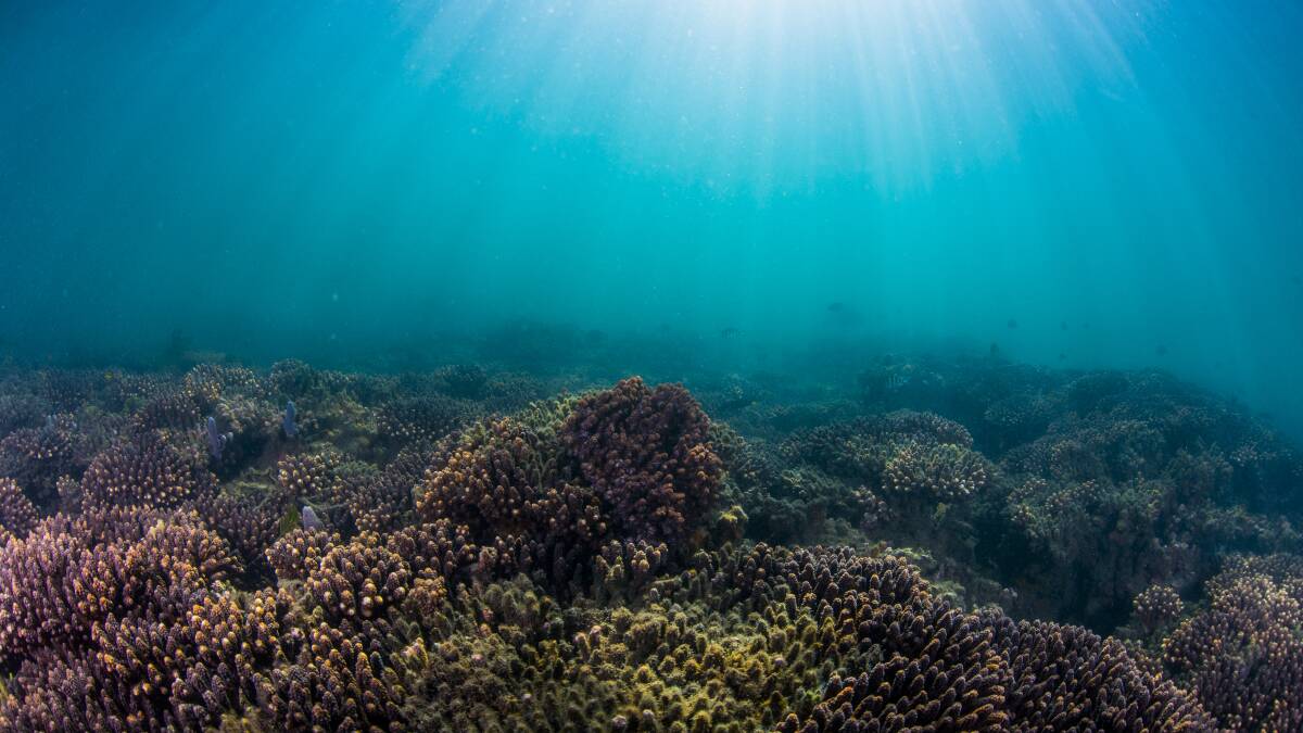 UNDERWATER DELIGHT: A coral reef in Moreton Bay. Photo: Supplied