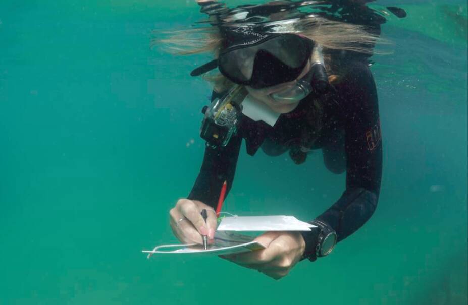 UNDERWATER: A diver records data collected from Moreton Bay. An artificial reef set for Straddie later this year will mean more diving, recreational fishing and study opportunities. Photo: File / supplied