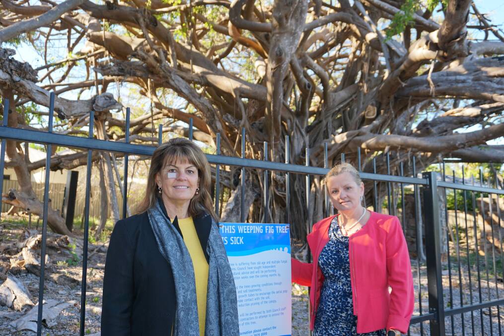 Division one councillor Wendy Boglary and Redland City mayor Karen Williams stand near the tree at Ormiston. Photo: Supplied